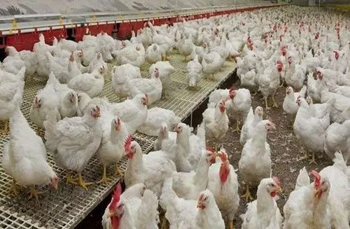 बर्ड फ्लू की रोकथाम के लिए प्रशासन सख्त, पर बाहरी जिलों से जारी है मुर्गी और अंडों की आपूर्ति