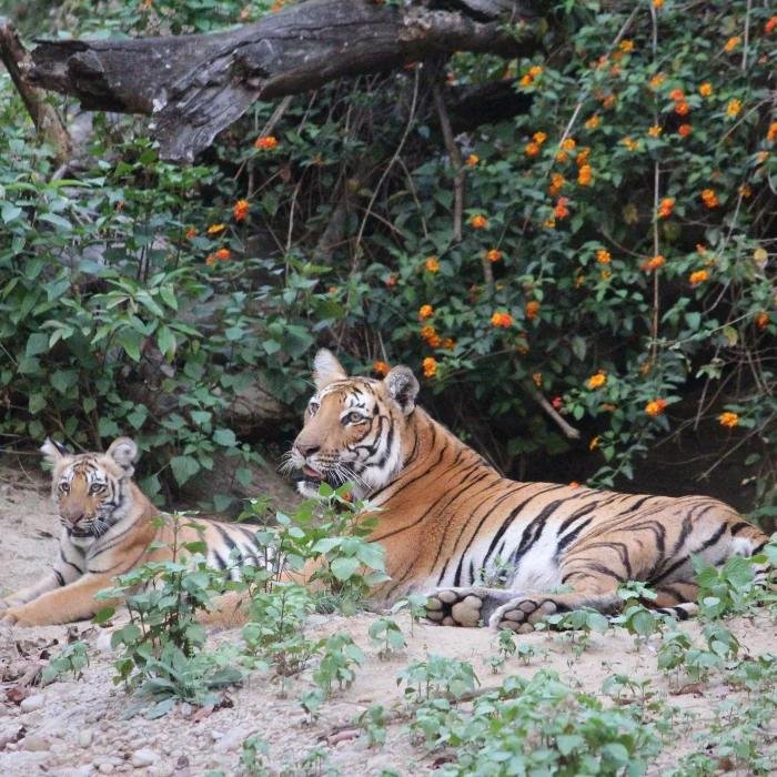हरिद्वार के जंगल में बाघ की निर्मम हत्या, पंजे काटकर शिकार की आशंका — वन विभाग ने एक आरोपी को दबोचा