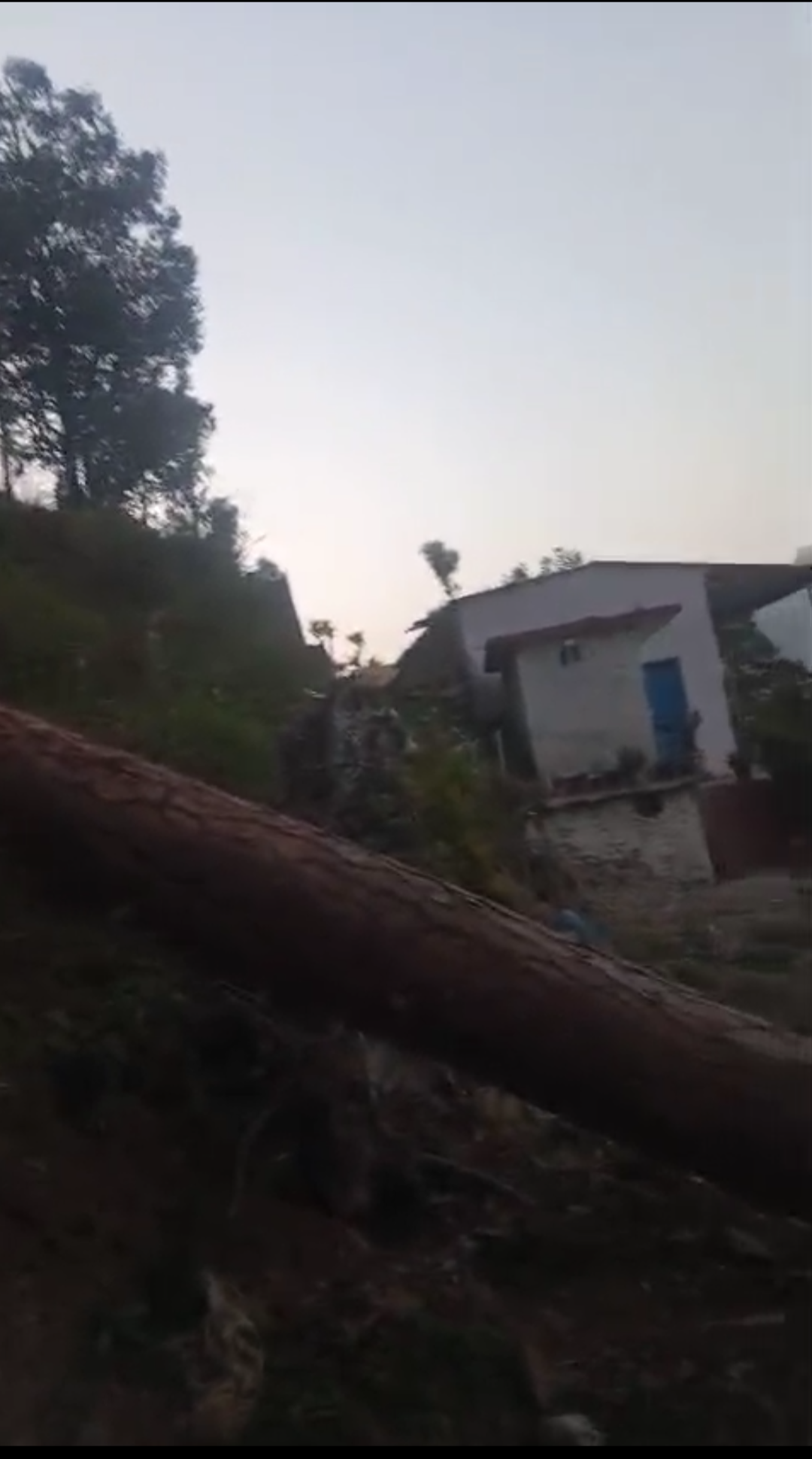 घनसाली में तेज आंधी से चीड़ का पेड़ गिरा, होमस्टे बाल-बाल बचा