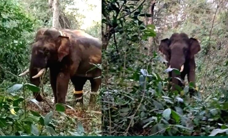 हरिद्वार में जंगली हाथी का कहर: बेटे के सामने 65 वर्षीय वन गुर्जर को पटक-पटककर मार डाला, पेड़ पर चढ़कर बची दो लोगों की जान