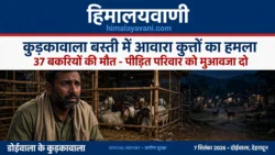 आवारा कुत्तों का कहर: डोईवाला में 37 भेड़-बकरियों की मौत